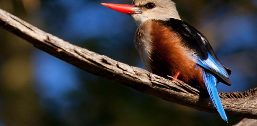 15 days birding safari