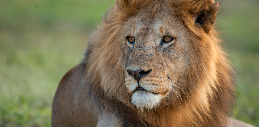 7 days luxury safari