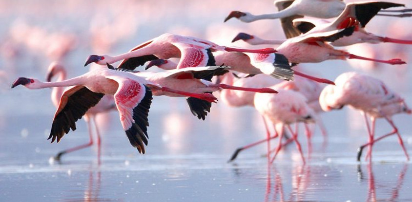 4-day masai mara-lake nakuru exploration