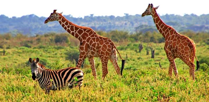 7 days kenya budget safari