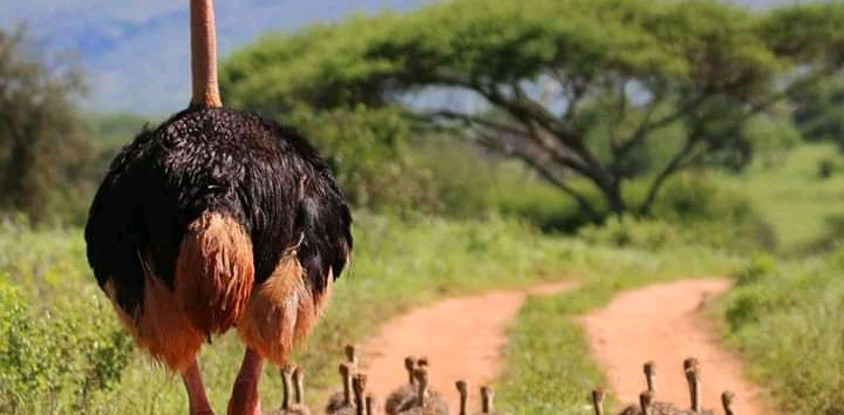 3 days tanzania safari serengeti national park and ngorongoro crater