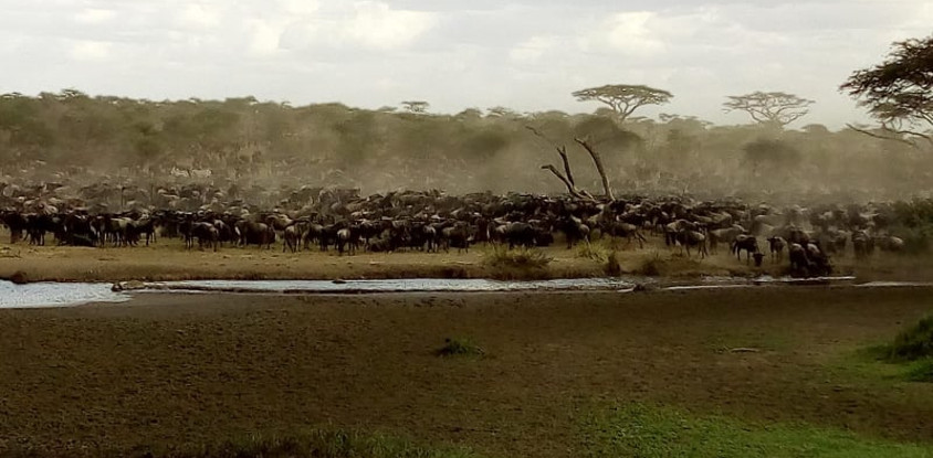 6 days great migration safari