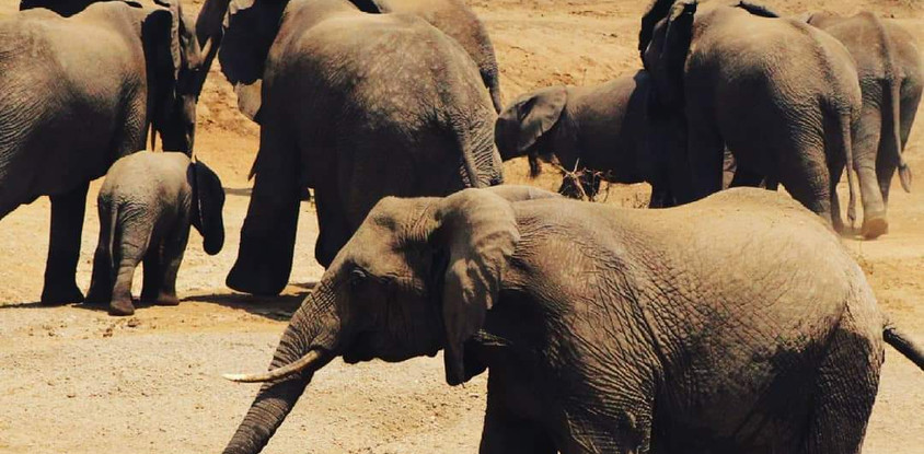 7-day uganda adventure safari - midrange lodges