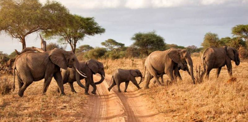 7 day camping safari manyara serengeti , ngorongoro and tarangire