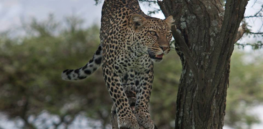 6 day tanzania tented camps safari