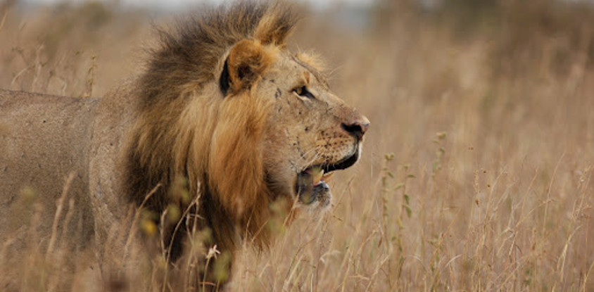 Iconic kenya safari: samburu, aberdares, amboseli & masai mara