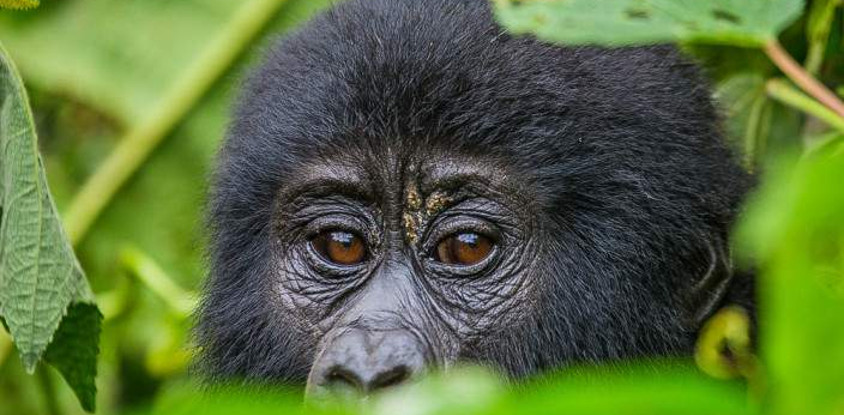 9-day rwanda gorilla, chimpanzee and wildlife safari
