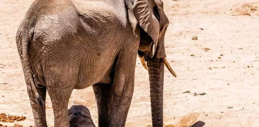 9 days tanzania safari tarangire national park, lake natron, serengeti national park, ngorongoro crater, lake eyasi, lake manyara national park & arusha national park