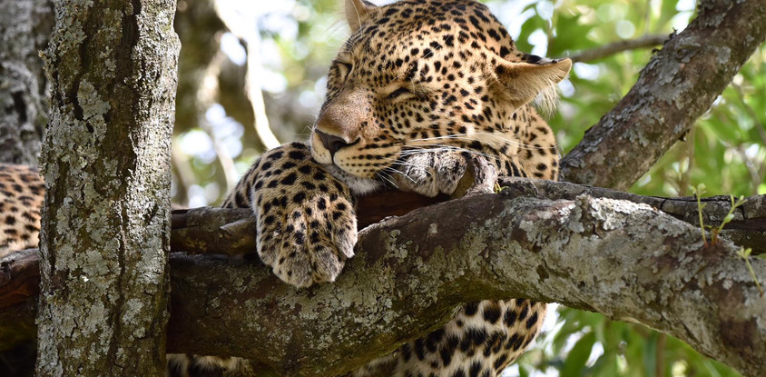 Nairobi national park 