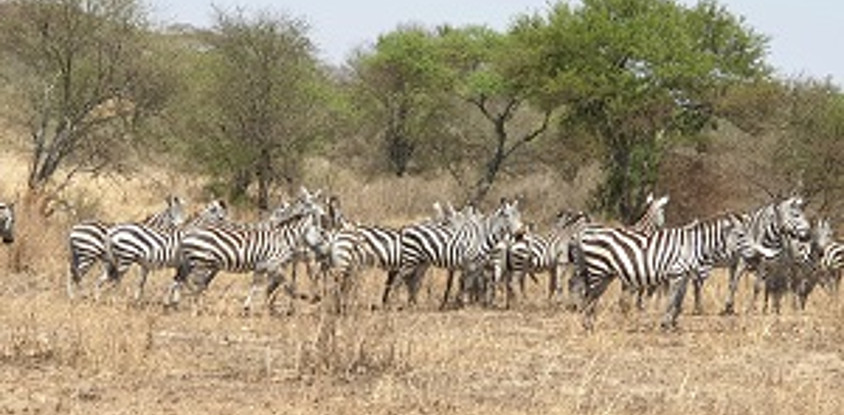 5 days tanzania share group safari tour 