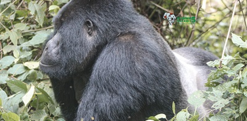 10 day uganda's finest tourism destinations
