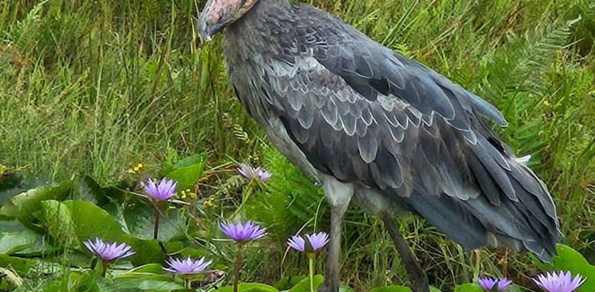 1 day shoebill mabamba tour