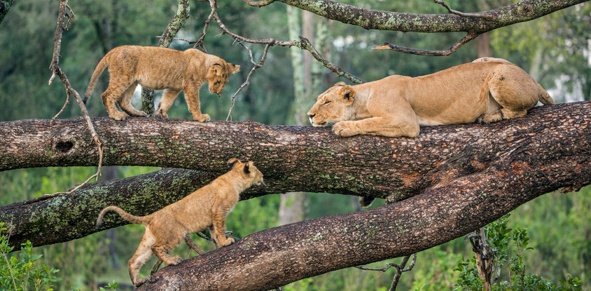 7 days best of tanzania by sassabi expeditions