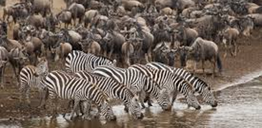 6 days masai mara lake nakuru camping safari