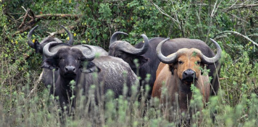 A 20 days birding trip inclusive of kidepo n.park and rwanda