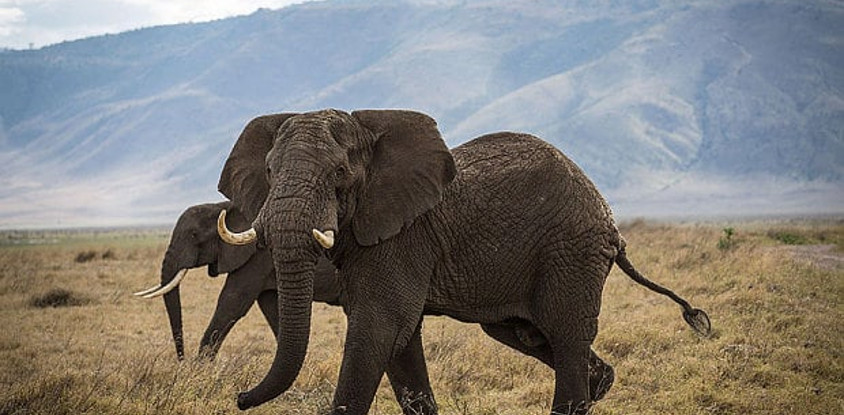 Tanzania bush to beach safari adventure