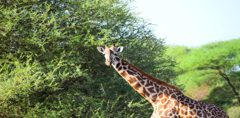 2 days tanzania safari to lake manyara & ngorongoro crater