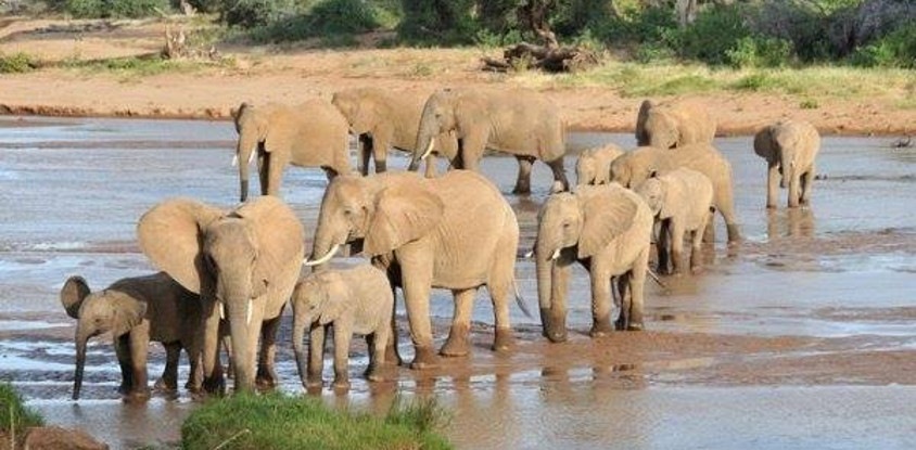 14 DAYS KENYA SAFARIS 