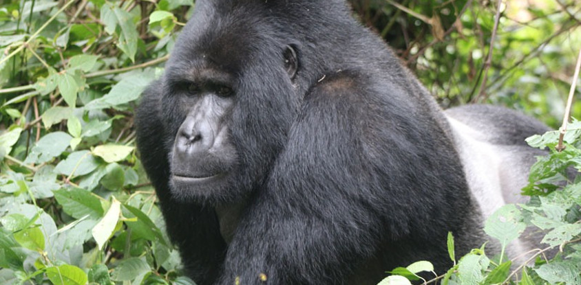 3-day gorilla trekking in bwindi & community batwa walk