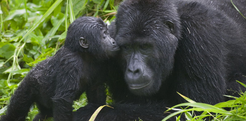 3 days gorilla trekking uganda