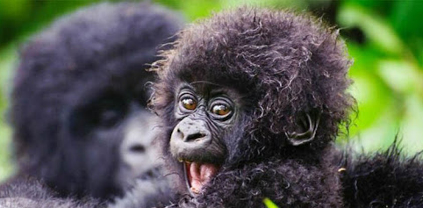 Gorilla experience uganda