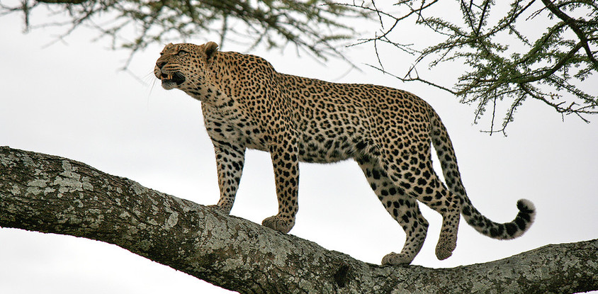 8 day serengeti luxury tented camps safari