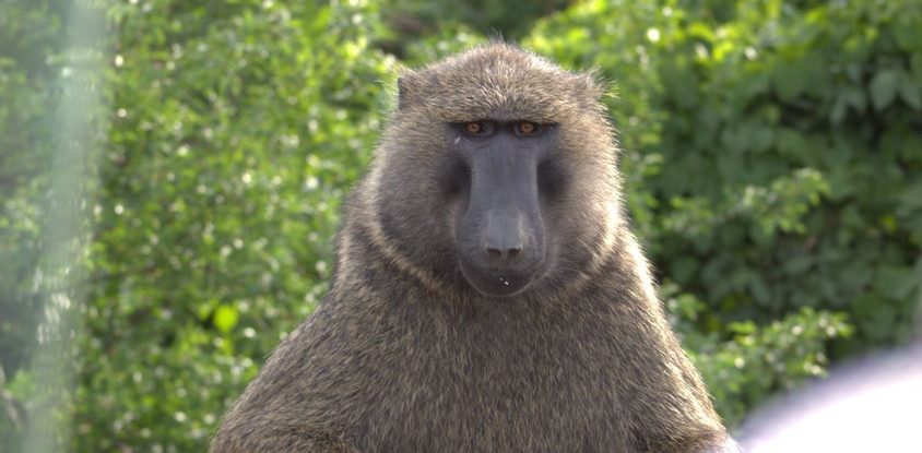 Wildlife and primates safari in uganda – 9 days.