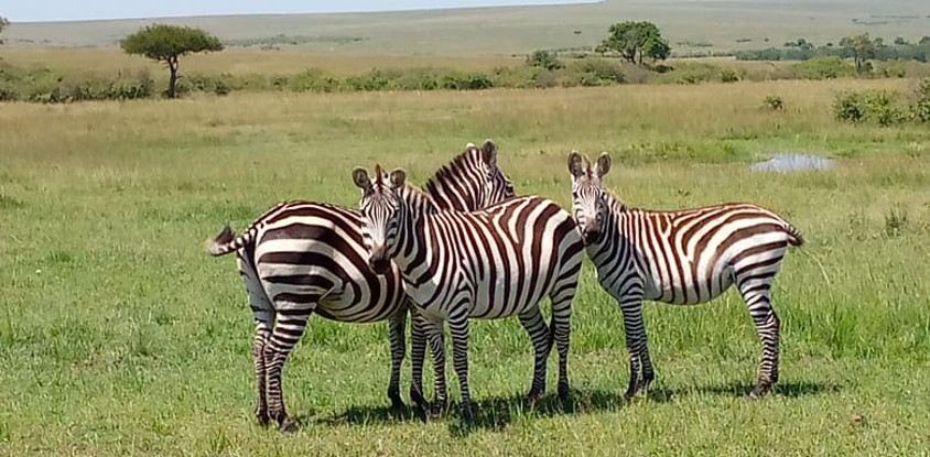 3 days budget breathtaking safari in maasai mara