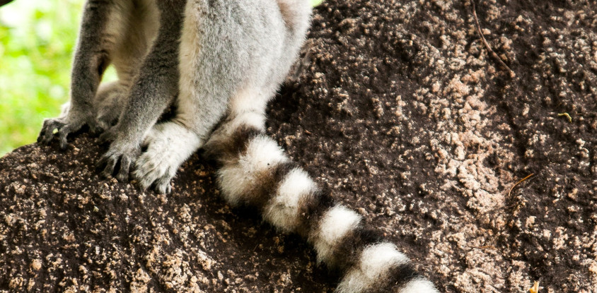 Madagascar ring tailed lemurs 