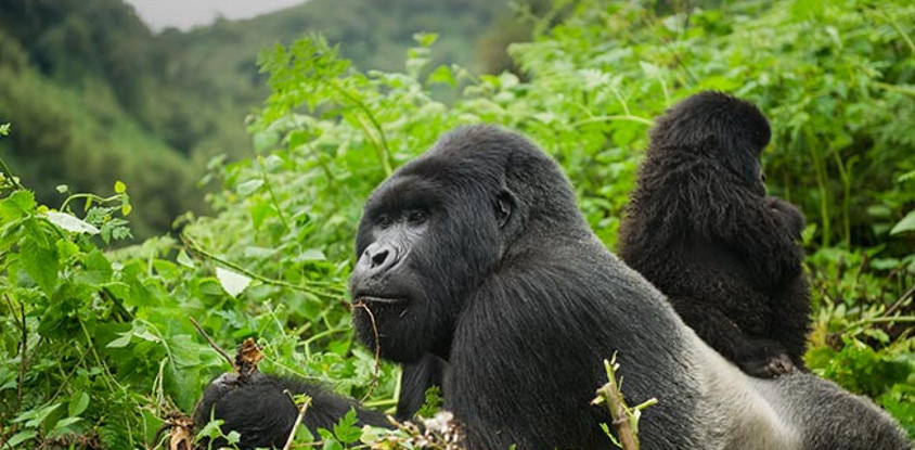 1 day gorilla trekking in uganda