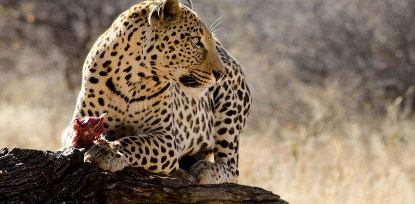 8 Days Taste of Namibia Safaris