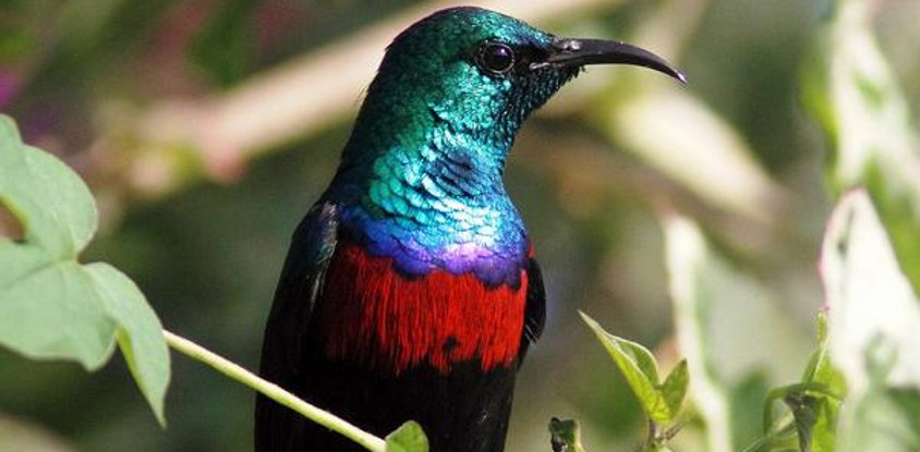 9 days bird watching safari in kenya