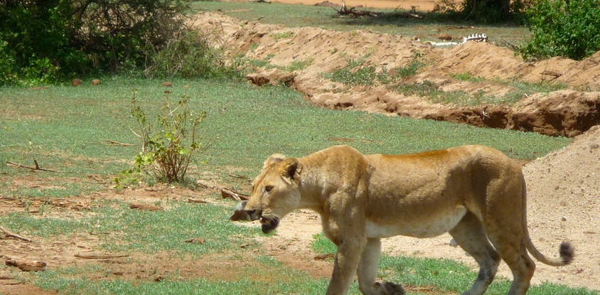 Safari camping and lodge
