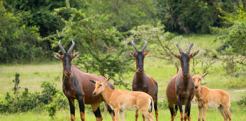 8 days uganda adventure safari
