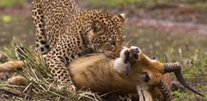 10 days guided wildebeest great migration safari holiday