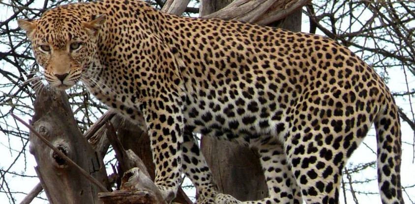3 days masai mara wildebeest migration safari tours