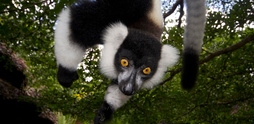 Madagascar eastern treasure