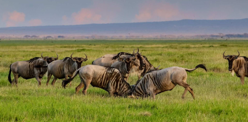 3 days maasai mara game reserve