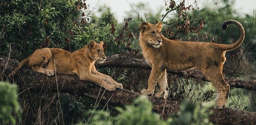 2 days adventure safari to queen elizabeth national park uganda