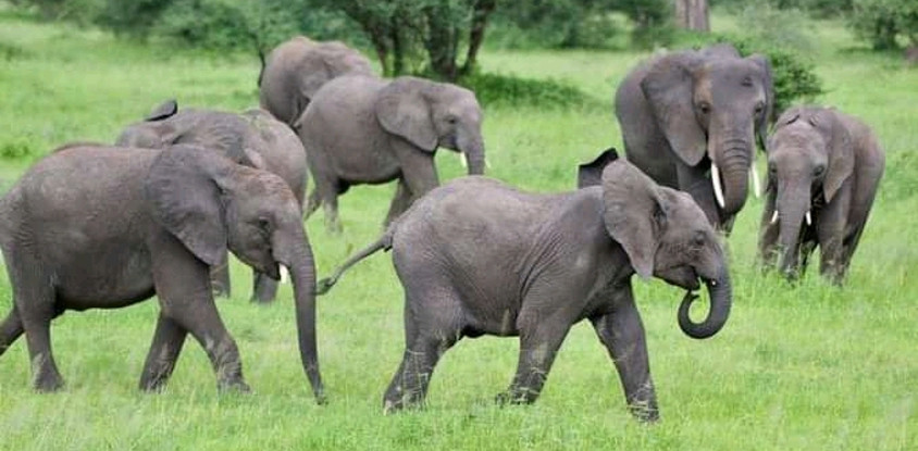 1 day arusha national park