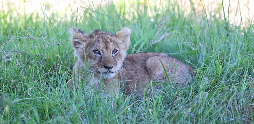 3days masai mara 4x4 jeep private safari