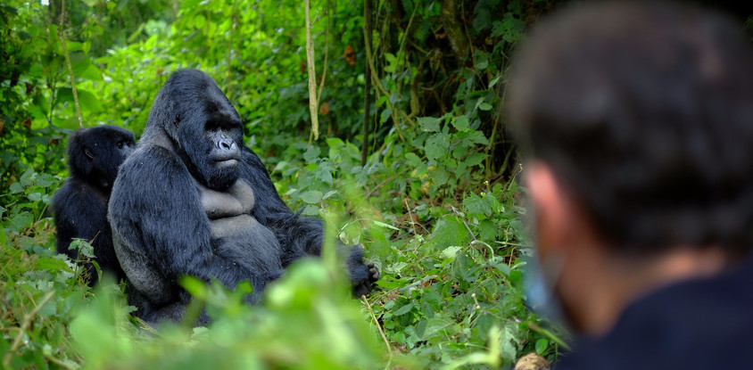 7 day fixed departure tour to rwanda