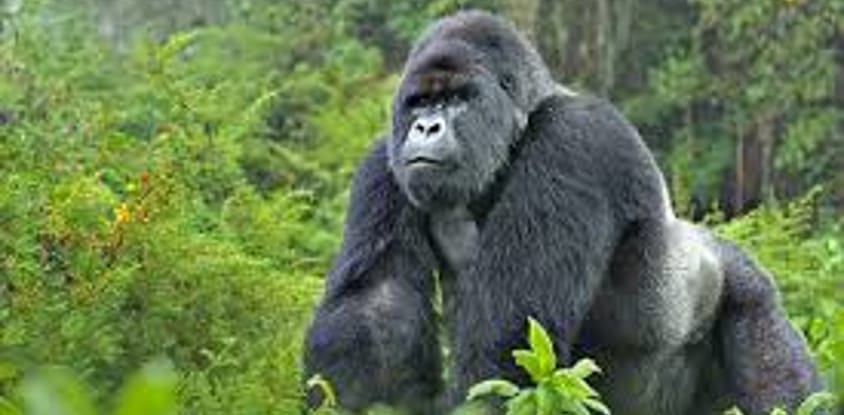 5 days uganda tour including gorilla tracking in bwindi.
