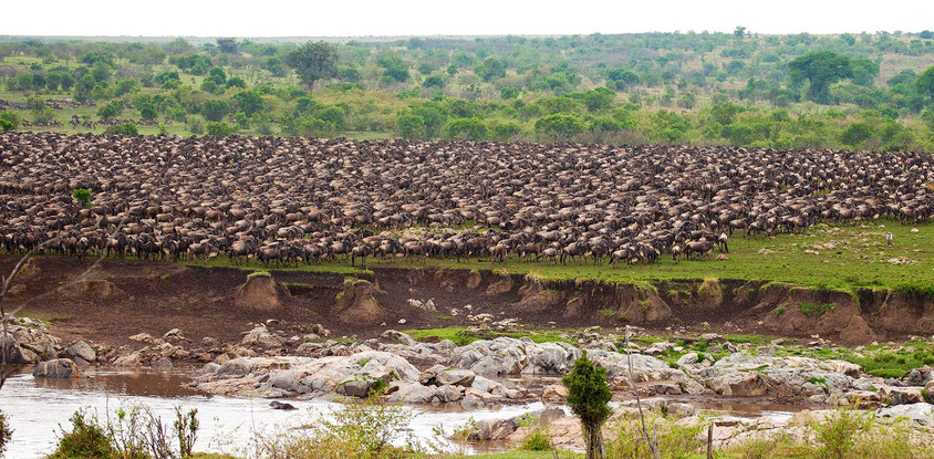 7 days and 6 nights serengeti mara river migration crossing luxury safari