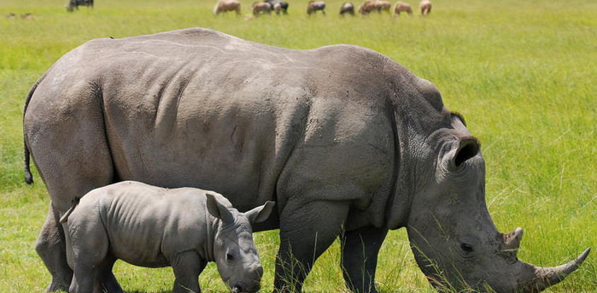 Nairobi national park daily departures