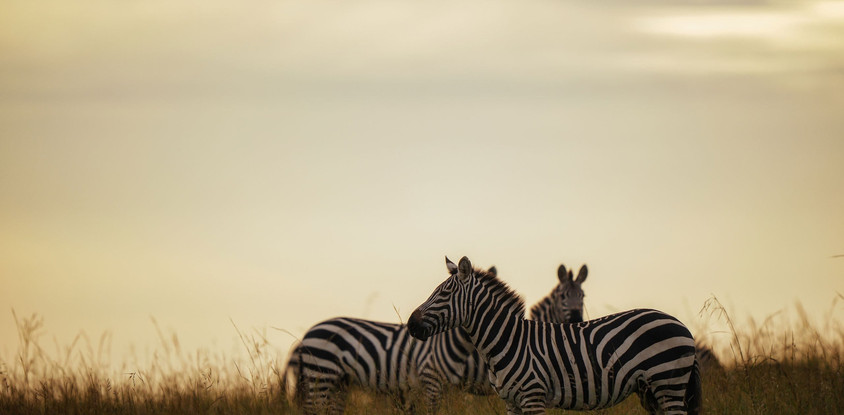 Ngorongoro crater day trip 