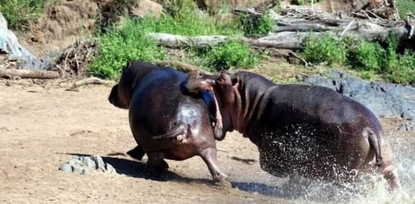 5 days kenya tanzania uganda safari adventure 