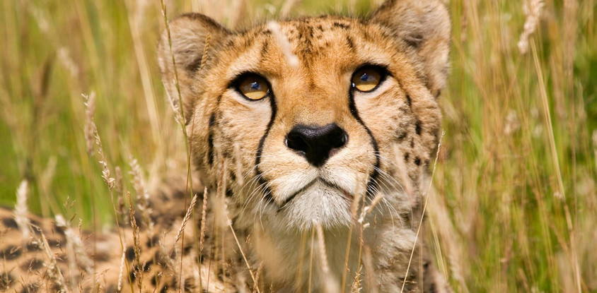8 days incredible kenya safari experience