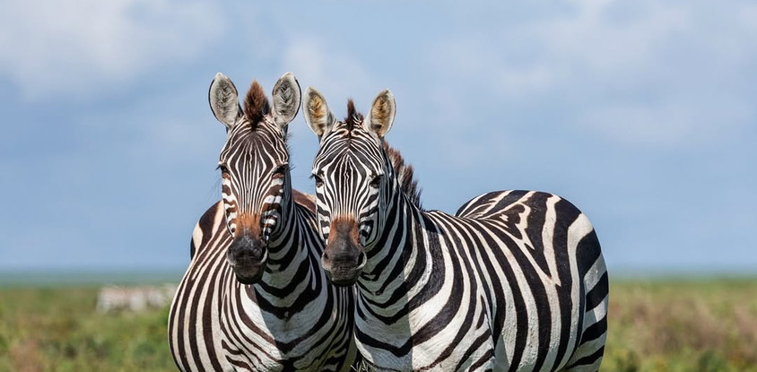 5 day shared group safari from zanzibar