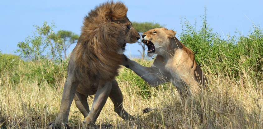 10 Day Northern Tanzania Safari